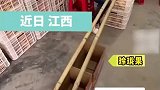 小伙用两根竹竿，轻松将橘子分类
