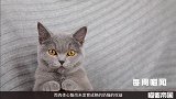 每周喵闻，帮你快速掌握猫界动向