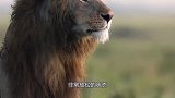 鬣狗疯狂掏肛雄狮，暴怒狮子绝地反击，一口瞬间咬死鬣狗！