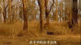 金钱豹遭老虎背后袭击,老虎本以为胜券在握,结局让他直接傻眼了