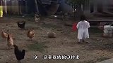 带姑娘头一回去农村，狗撵丢了，鸡也快撵死了，真是人嫌狗不待啊