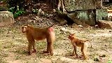 美猴想带孤儿猴走