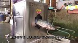 老外发明拔鸡毛神器，只需1分钟，黑鸡进白鸡出！