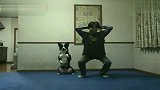 爆笑 狗狗一起做体操