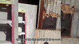 小哥养了一只松鼠，每次吃坚果都是这个样子，真是笑到停不下来