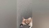 当你养了一只主动的而且异常乖巧的狗子 双倍的快乐！