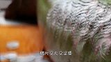 渔民河中钓到一“怪鱼”，鳞片比“盔甲”还硬，只能用铁锤敲开！