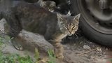 流浪猫：小猫太可爱了，流浪也不会随意小便
