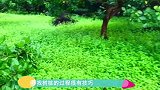 跟随小哥去户外寻找树桩，挖出来的一看真是太有型了，收获很大