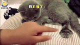 猫咪贪玩会发生哪些有趣的事情？猫咪：我真是太难了！