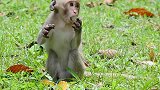 可怜的小猴子饿极了，到处找东西吃，用双腿走路的姿势好笑又心疼