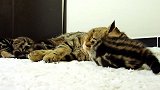 睡在毯子上的猫咪们，看这呆萌的小样子，好可爱！