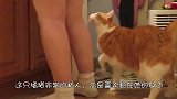 猫咪对主人撒娇，主人不理还用爪子轻轻抱住主人腿：主人，要抱抱