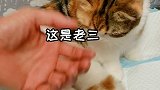 我家猫生宝宝啦～太可爱了吧!猫 暖心 萌宠