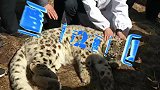 “大猫”暴力闯入农户家被玻璃划伤，竟是国家一级保护动物雪豹！