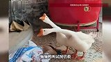 客人带被捆绑的灰鹅就餐，两只白鹅围着不走试图营救，店主夫妇花200元将灰鹅买下