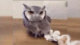 被戳一下就会生气的猫头鹰，好怕怕哦！