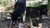 狗妈妈叼着死去的幼崽 挖完坑后将狗宝宝埋葬