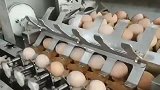 装鸡蛋的自动化机器，现在的科技真发达，解放了饲养员的双手！