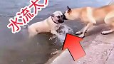 想不到连狗子都知道见义勇为