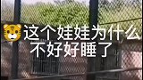 粗心的虎父亲笑一遍不开心