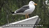 一只海鸥假装晒太阳，随后扑向喝水的鸽子，镜头记录全过程