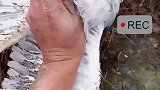 男子赶海发现红眼老鹰，男子清理干净后将其放生