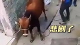 小伙惹怒老牛，悲剧发生了