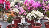 三角梅控水促花的时机和方法你做对了吗？讲解三角梅正确浇水方法