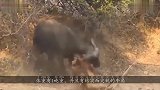 狮子袭击野牛，反被野牛1牛角挑飞，5秒钟结束战斗