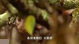 豹子在树上抓捕狒狒，狒狒群驱赶豹子，豹子只能放弃狩猎逃跑！