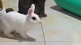 猫咪跟小兔子打架，打完就跑让我咬一口