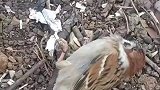 没看出来啊，这小鸟还是个演技派，装得还挺像