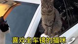 喜欢坐车镜子的猫咪