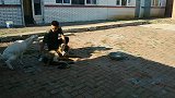 双胞胎的两只狗狗，短毛狗早都换完毛了，长毛狗才脱毛