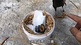 收养四喜鸟第十天，已经开始长羽毛来，小鸟太能吃了