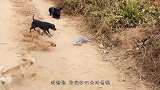 5条恶犬围攻科莫多巨蜥，巨蜥却战斗力爆棚，一口下去口吐白沫！