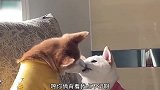 什么世道，狗子都开始秀恩爱了，虽说这伤害不大，侮辱性极强