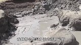 老鹰在沼泽里挣扎，正要上前救它时，它竟从水中拖了个东西出来！