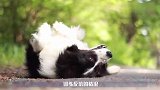 帅气的边境牧羊犬，聪明机警讨人喜欢，但为什么当不了警犬