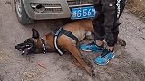 马犬这智商不愧是工作犬出身，这碰瓷技术比人还专业！