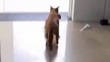 流浪猫在教室产子，闯入教师叼出幼崽！