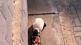 女子将剩饭喂流浪猫，好家伙这伙食比我还好