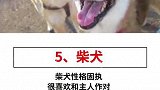 无法成为警犬的六大狗狗？你都知道是哪些吗？