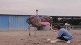 现在没点技术，还真养不了鸵鸟，捡个鸵鸟蛋属实不容易啊！