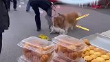 八哥犬未拴绳挑衅金毛，被金毛咬住不松口
