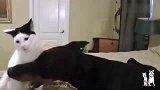 奶牛猫挑衅杜宾，杜宾大嘴一张猫咪就怂了