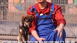 你肯定不知道，治疗狗狗咳嗽这么简单关爱流浪犬 流浪狗  星探家