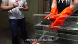 196摄氏度的液氮，究竟有多可怕看这条鱼的下场就知道了