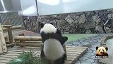 熊猫宝宝等待下班的背影又萌又“丧”，可爱得不像话